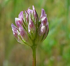 Trifolium ciliolatum flower